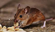 24 Hour & Emergency Exterminators in N Fond Du Lac, WI